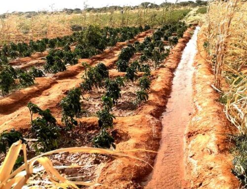 Al Baraka Mixed Farm