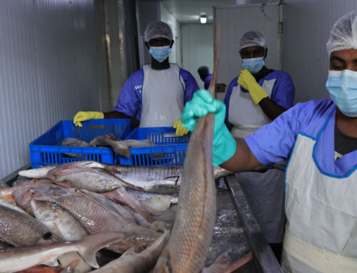 Somali National Fishing Company