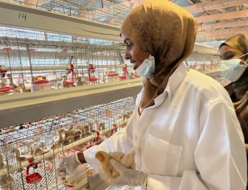 Soma Chicken Farm