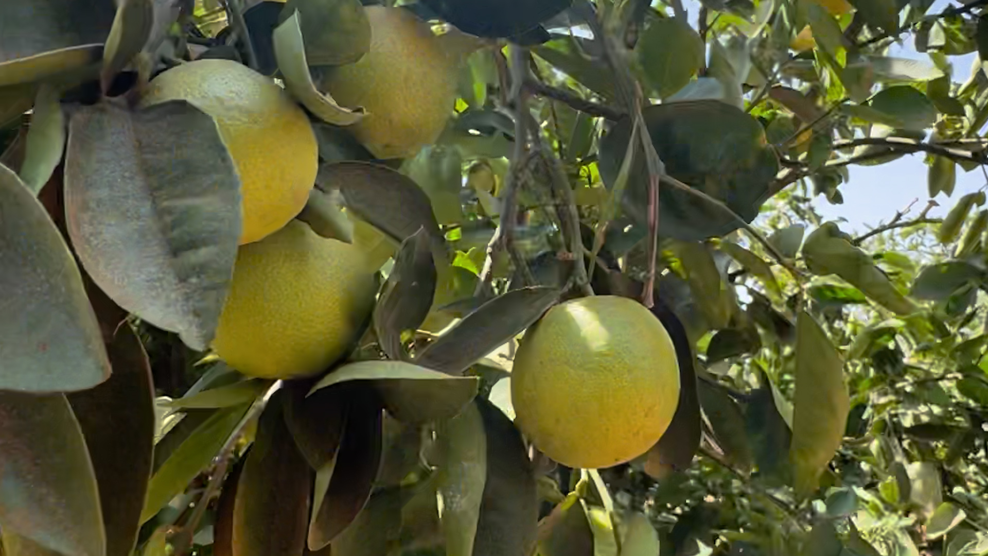 Tight shot of beautiful lemons trees with lemons ready to be picked on a sunny day