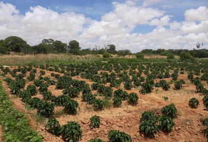 wide shot of the farm land with new crops growing in rows