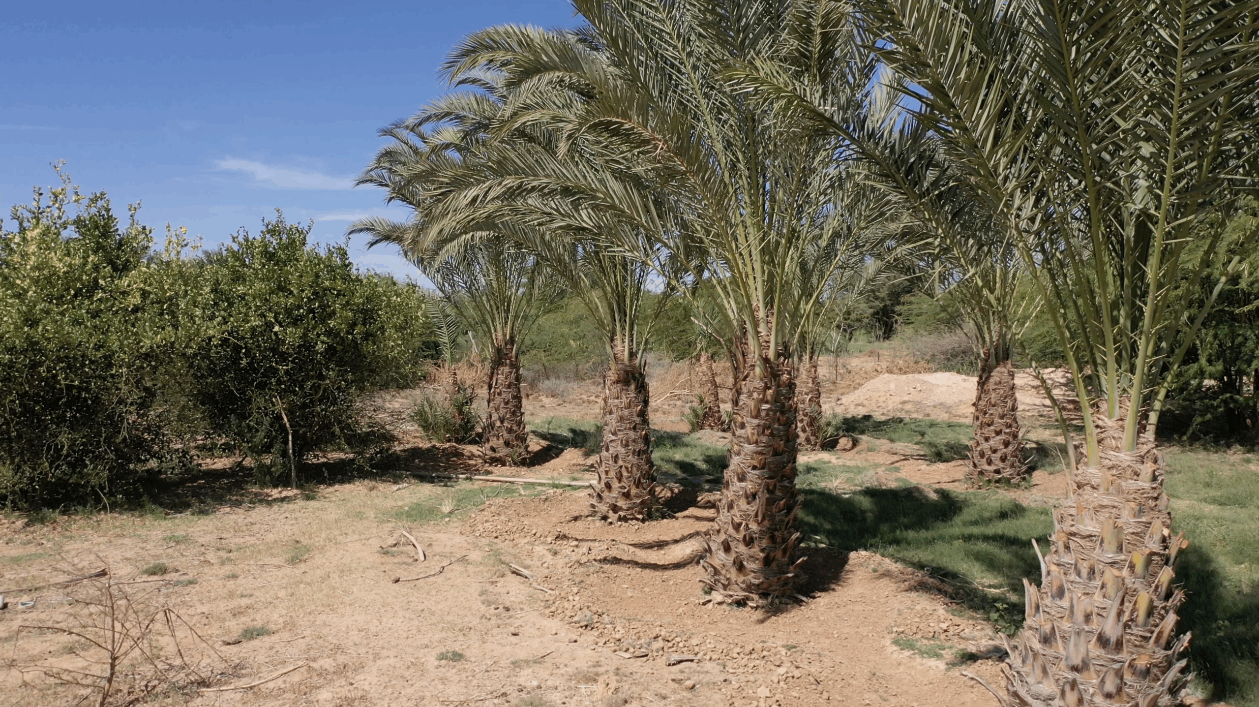 Medium shot of fruit trees on Al-Nur Mixed farm