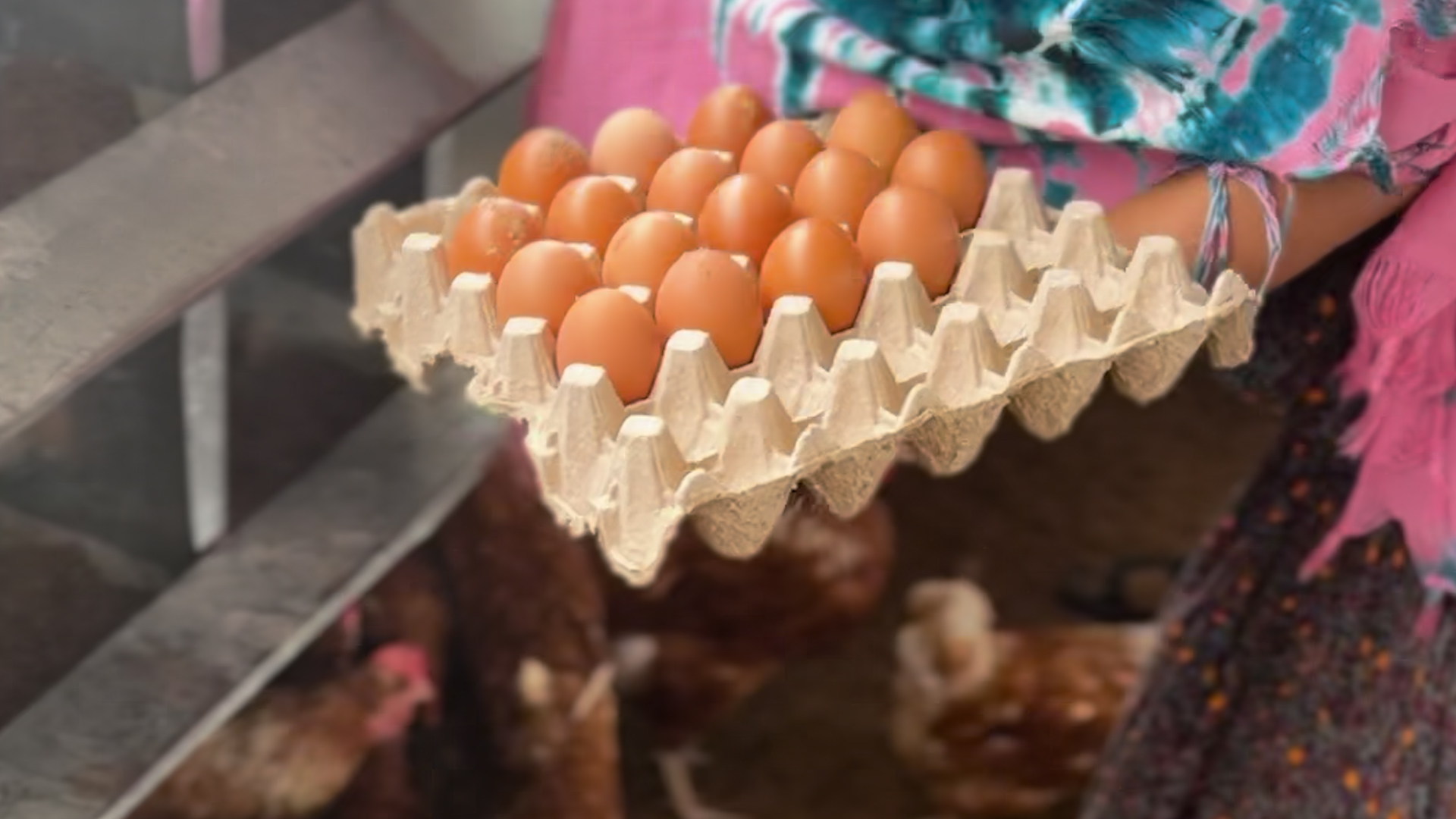 Medium shot of a woman wearing a pink and blue outfit holding a carton of eggs while collecting more eggs with cute chickens walking near her