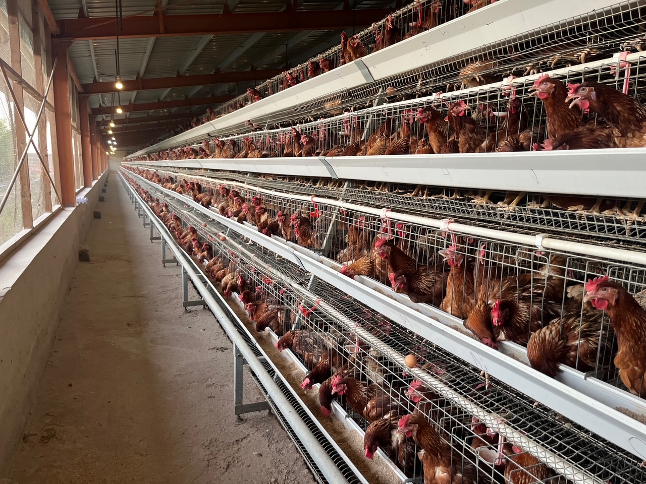 Inside the Soma Chicken facility where the hens are in rows laying eggs